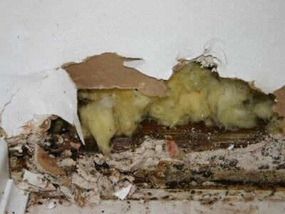 About Black Mold Removal Angleton - black mold removal experts in Angleton